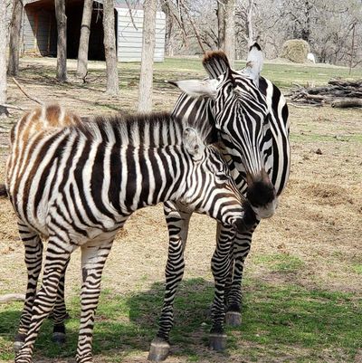 Franklin Drive Thru Safari: Входной билет - photo 2