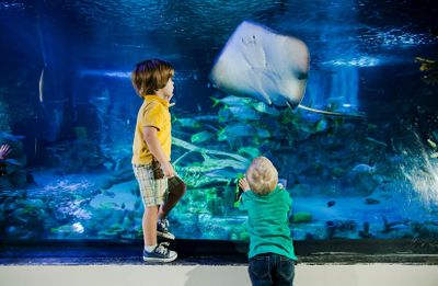 LEGOLAND® Discovery Center и SEA LIFE San Antonio Комбинированный билет - photo 2