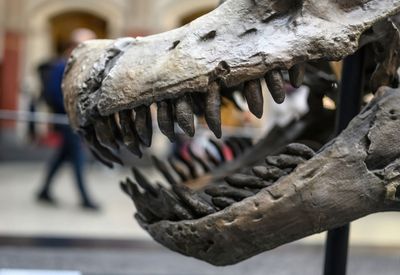 Biglietto per il Museo di Storia Naturale di Berlino e Audio Tour In-App: I dinosauri, la terra e lo spazio