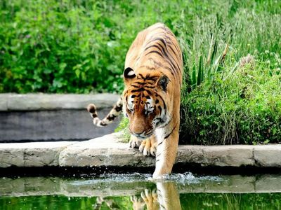 Увеличить Турин: Входной билет - photo 2