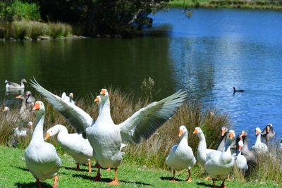 Sydney: Self-Guided Audio Walk through Centennial Parklands