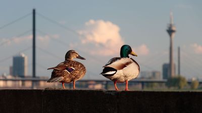 The Best of Düsseldorf: Explore All Must-See Sights!