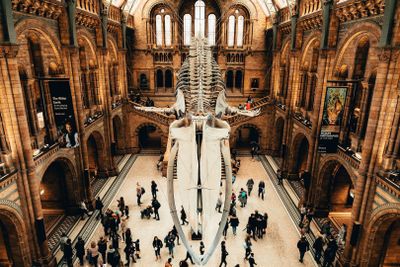 Reservation af adgang til London Natural History Museum og audiotur i appen - photo 2
