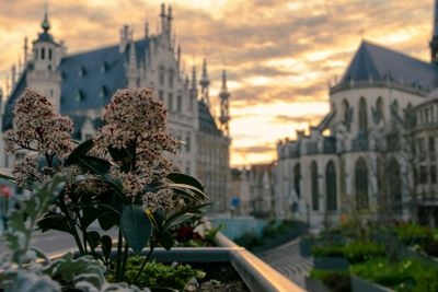 Leuven: Self-Guided Audio Walk Through a City of Scholars