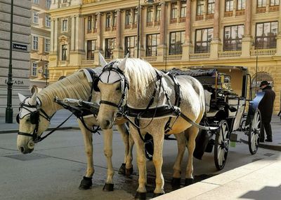 Vienna: Gourmet Delights Audio Tour