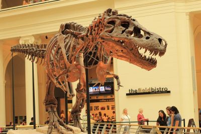 Chicago: Toegangskaartje voor het Field Museum en audiotour
