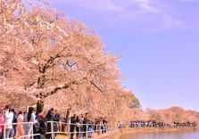 Tidal Basin