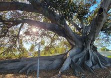 Moreton Bay Fig...