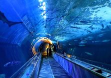 Aquarium of the Sea
