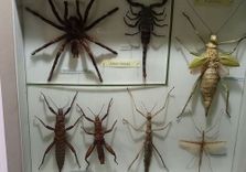 Natural History...