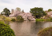 Shinjuku Gyoen N...