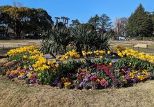 Flowerbed 1