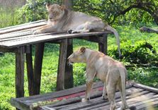 Uganda Wildlif...