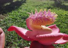 Entebbe Botanic...
