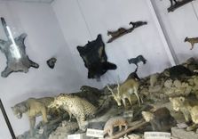 Albert Hall Zoo