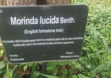 KNUST Botanic...