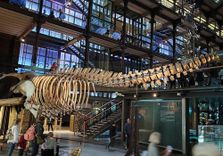 Gallery of Evolution