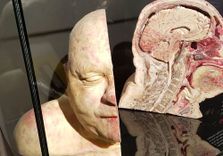 BODY WORLDS ...