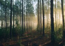 North Woods