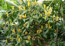 Tallinn Botanic...