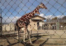 Kyoto City Zoo