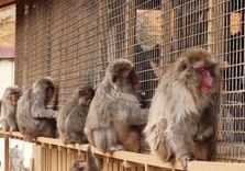 Iwatayama Monkey ...