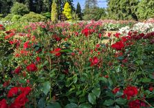Stanley Park Ro...