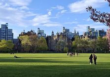 The Meadows