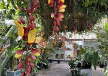 Hortus Botanic...