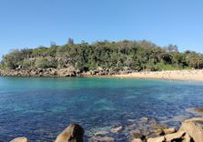 Cabbage Tree Ba...
