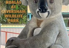 Caversham Wildlif...