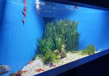 Fano Marine ...