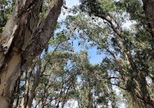 Lachlan Swamp