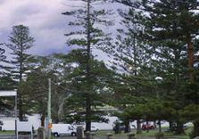 Kiama Anglica...