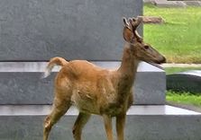 Rosehill Cemetery
