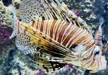 Aquarium | San Seb...