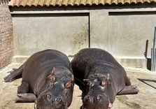 Belgrade Zoo