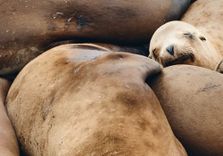 Sea Lion Viewing...