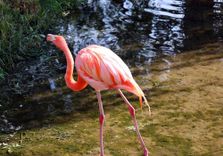 Zoo Miami