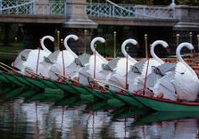 Swan Boats