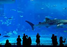 Georgia Aquarium