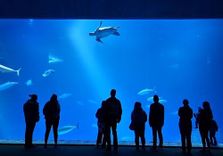 Monterey Bay Aqu...