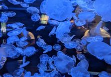 Vancouver Aquarium