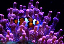 Aquarium du Gran...