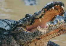 Wild Florida