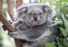 Lone Pine Koala S...