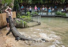 Hartley's Crocodi...
