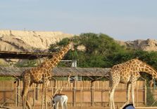 Al Ain Zoo