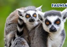 Faunia Nature ...