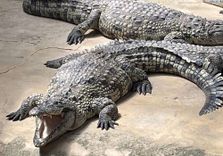 Alligator Bay
